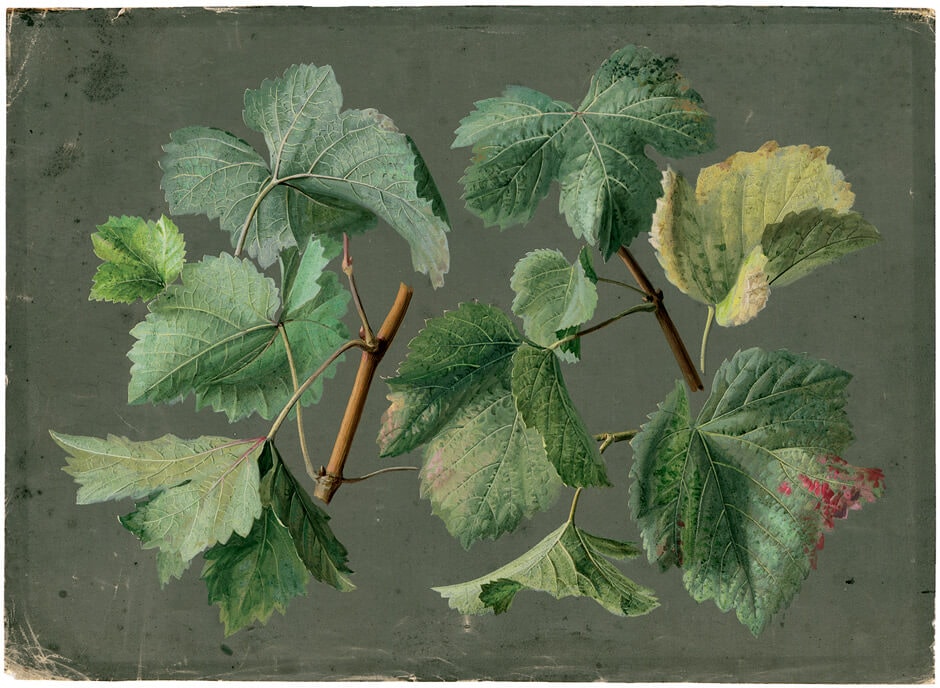 Art for How Should a Person Tree?.