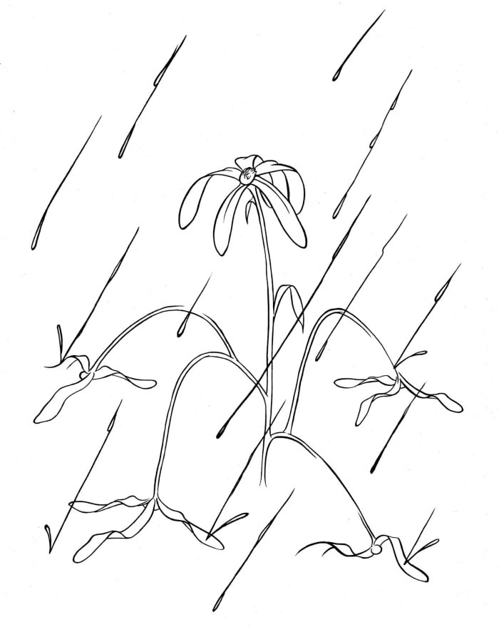 A single flower stands bravely against a rainstorm as its siblings crumple around them.